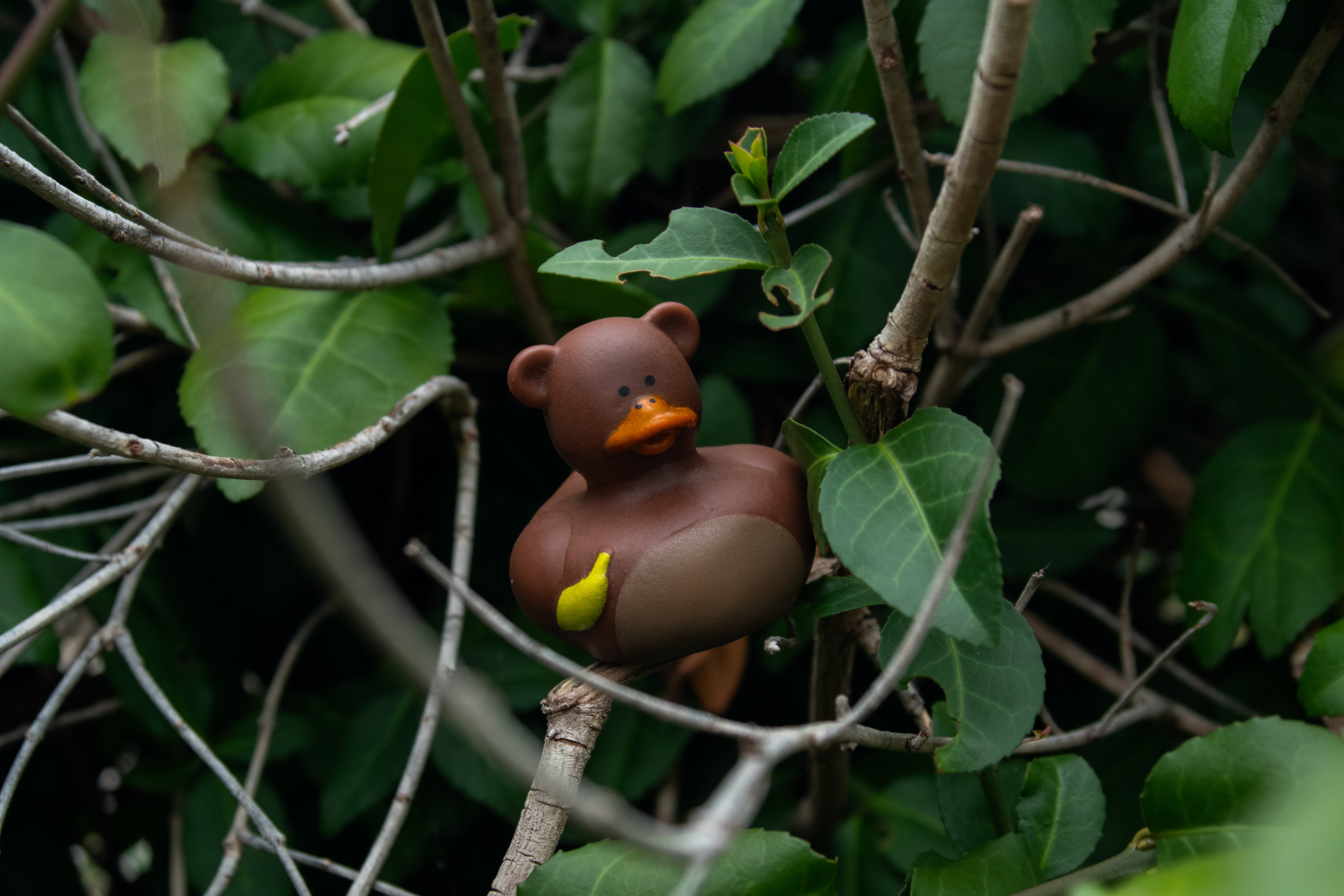 Duck artwork